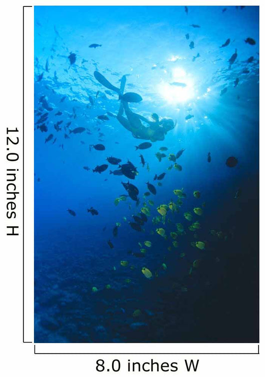 Woman Snorkeling With Reef Fish, Sunburst Through Surface Wall Mural