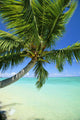 Beautiful View Of Clear Water, Palm Tree, Deep Blue Sky Wall Mural