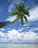 Palm Tree Over Clear Calm Turquoise Waters Wall Mural