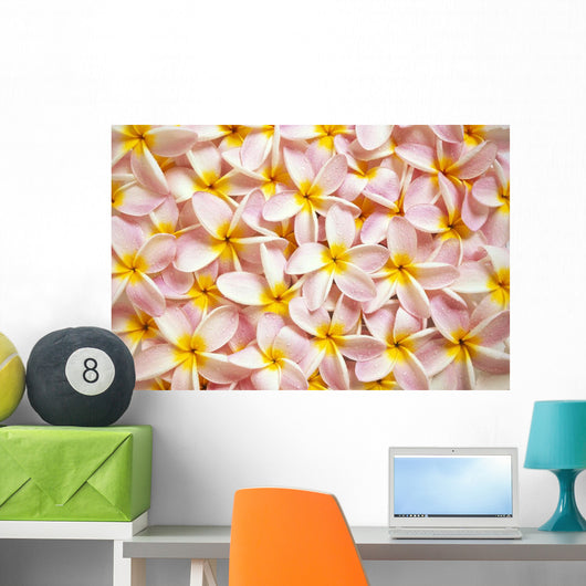 Close-Up Of A Bed Of Light Pink Plumeria Flowers Wall Mural