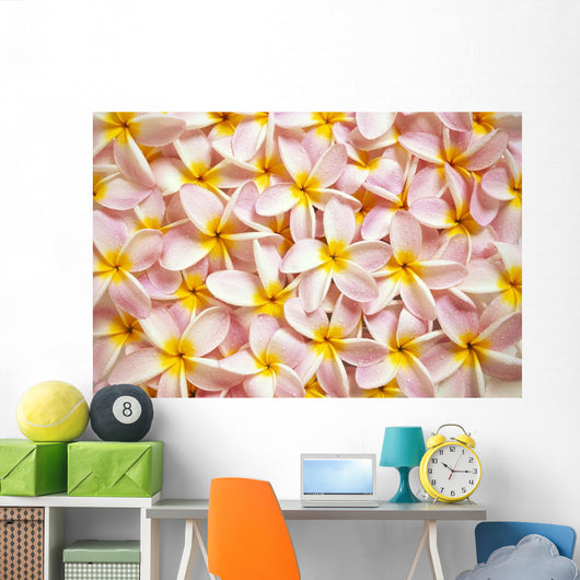 Close-Up Of A Bed Of Light Pink Plumeria Flowers Wall Mural