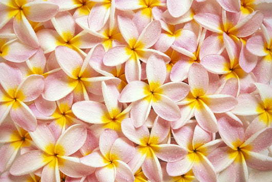 Close-Up Of A Bed Of Light Pink Plumeria Flowers Wall Mural