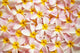 Close-Up Of A Bed Of Light Pink Plumeria Flowers Wall Mural