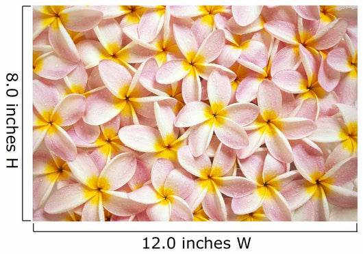 Close-Up Of A Bed Of Light Pink Plumeria Flowers Wall Mural