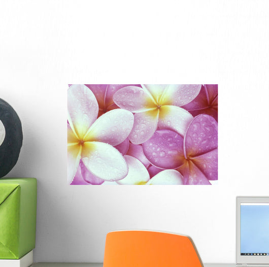 Close-Up Of Pink Plumeria Flowers, Water Droplets Wall Mural