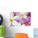 Close-Up Of Pink Plumeria Flowers, Water Droplets Wall Mural