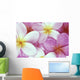 Close-Up Of Pink Plumeria Flowers, Water Droplets Wall Mural