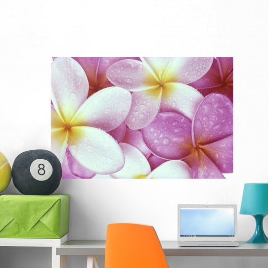 Close-Up Of Pink Plumeria Flowers, Water Droplets Wall Mural