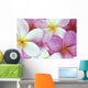 Close-Up Of Pink Plumeria Flowers, Water Droplets Wall Mural