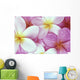 Close-Up Of Pink Plumeria Flowers, Water Droplets Wall Mural
