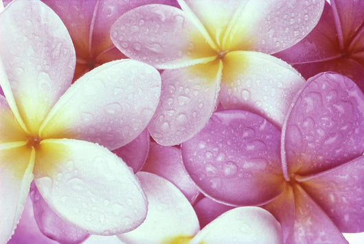 Close-Up Of Pink Plumeria Flowers, Water Droplets Wall Mural