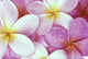 Close-Up Of Pink Plumeria Flowers, Water Droplets Wall Mural