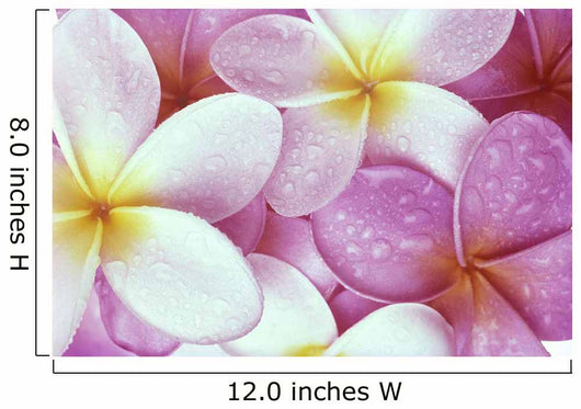 Close-Up Of Pink Plumeria Flowers, Water Droplets Wall Mural