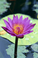 Single Water Lily Blossom Wall Mural