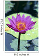 Single Water Lily Blossom Wall Mural