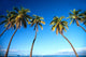 Hawaii, Maui, Lahaina, Coconut Palm Trees Along Ocean, Blue Sky C1681 Wall Mural