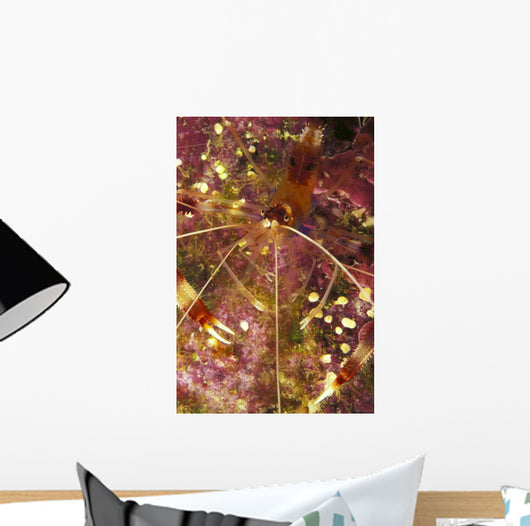 Hawaii, Banded Coral Shrimp Close-Up Magnified View D1811 Wall Mural
