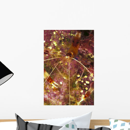 Hawaii, Banded Coral Shrimp Close-Up Magnified View D1811 Wall Mural