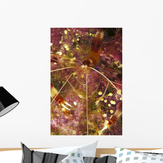 Hawaii, Banded Coral Shrimp Close-Up Magnified View D1811 Wall Mural