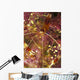 Hawaii, Banded Coral Shrimp Close-Up Magnified View D1811 Wall Mural