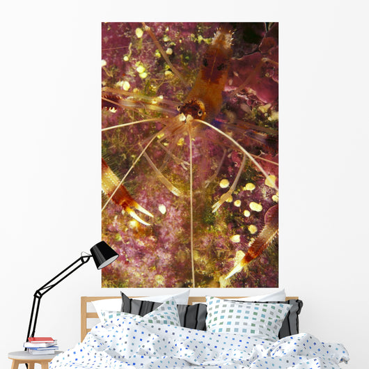 Hawaii, Banded Coral Shrimp Close-Up Magnified View D1811 Wall Mural