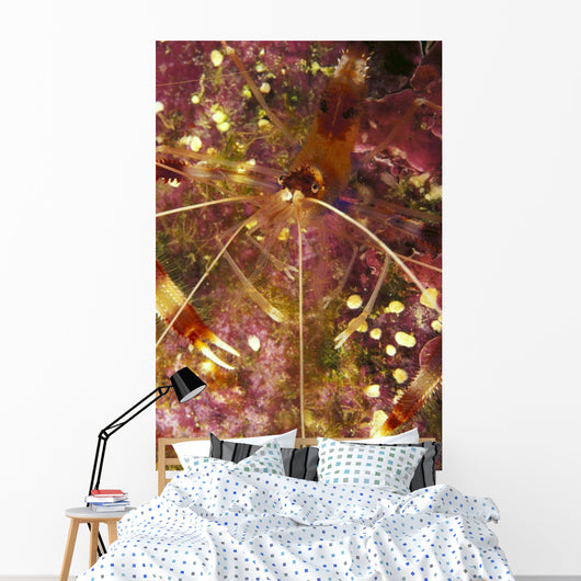 Hawaii, Banded Coral Shrimp Close-Up Magnified View D1811 Wall Mural