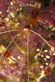 Hawaii, Banded Coral Shrimp Close-Up Magnified View D1811 Wall Mural