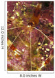 Hawaii, Banded Coral Shrimp Close-Up Magnified View D1811 Wall Mural