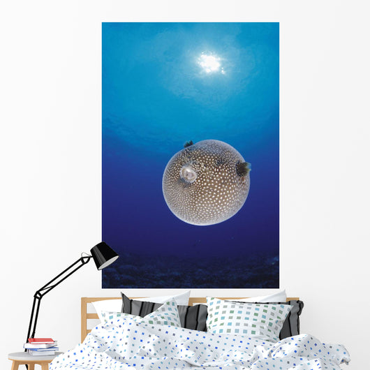 Blue Ocean Sunburst Arothron Meleagris D1873 Wall Mural