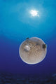 Blue Ocean Sunburst Arothron Meleagris D1873 Wall Mural