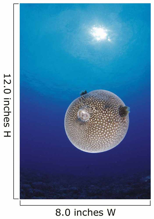 Blue Ocean Sunburst Arothron Meleagris D1873 Wall Mural
