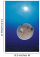 Blue Ocean Sunburst Arothron Meleagris D1873 Wall Mural