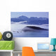 Humpback Whale Fluke Wall Mural