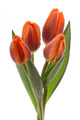 Bunch of Tulip Flowers Wall Decal