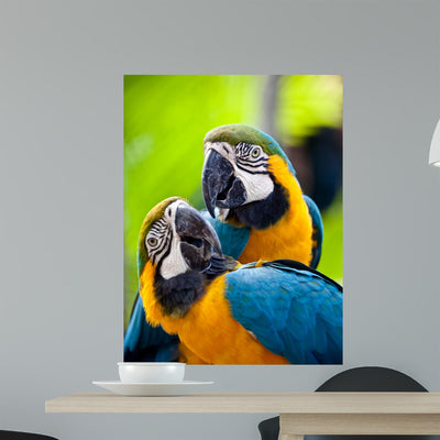Beautiful Colorful Parrot Wall Mural shown on a wall