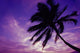 Palm Tree Silhouetted D1554 Wall Mural