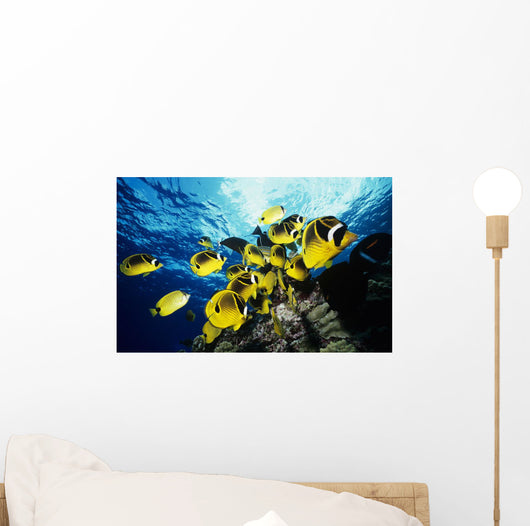 Chaetodon Lunula Near Surface Wall Mural
