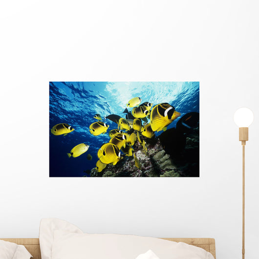 Chaetodon Lunula Near Surface Wall Mural