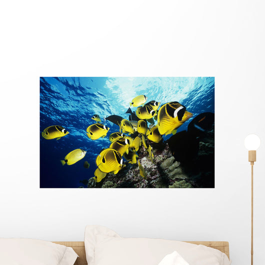 Chaetodon Lunula Near Surface Wall Mural