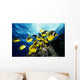 Chaetodon Lunula Near Surface Wall Mural