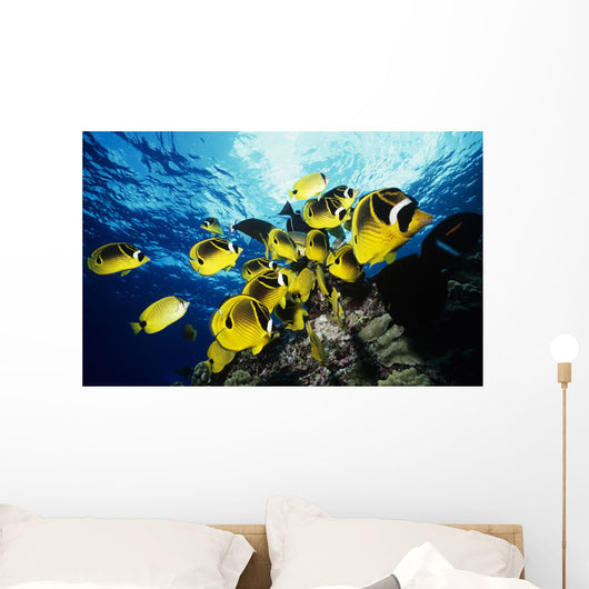 Chaetodon Lunula Near Surface Wall Mural