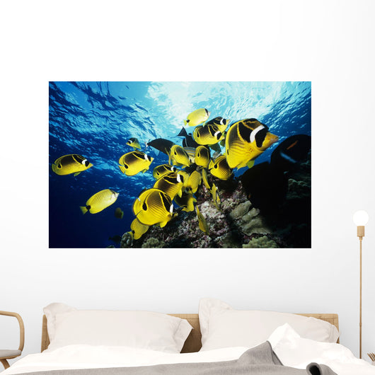 Chaetodon Lunula Near Surface Wall Mural