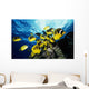 Chaetodon Lunula Near Surface Wall Mural