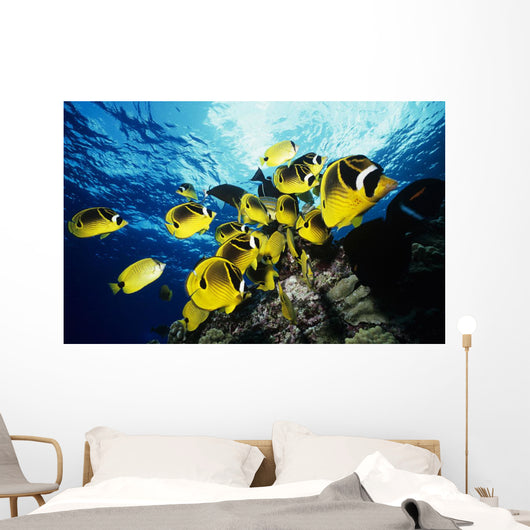 Chaetodon Lunula Near Surface Wall Mural