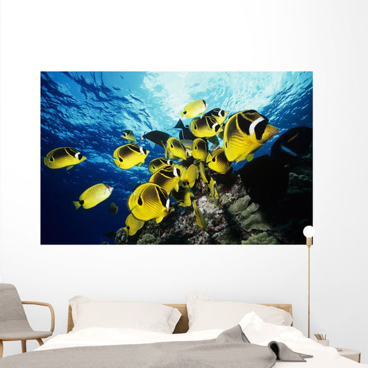 Chaetodon Lunula Near Surface Wall Mural
