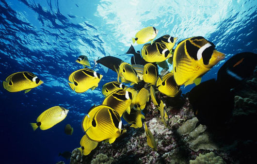 Chaetodon Lunula Near Surface Wall Mural