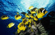 Chaetodon Lunula Near Surface Wall Mural