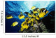 Chaetodon Lunula Near Surface Wall Mural