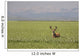 Male Deer With Antlers Wall Mural