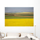 Flowering Canola Fields Wall Mural